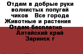 Отдам в добрые руки волнистых попугай.чиков - Все города Животные и растения » Отдам бесплатно   . Алтайский край,Заринск г.